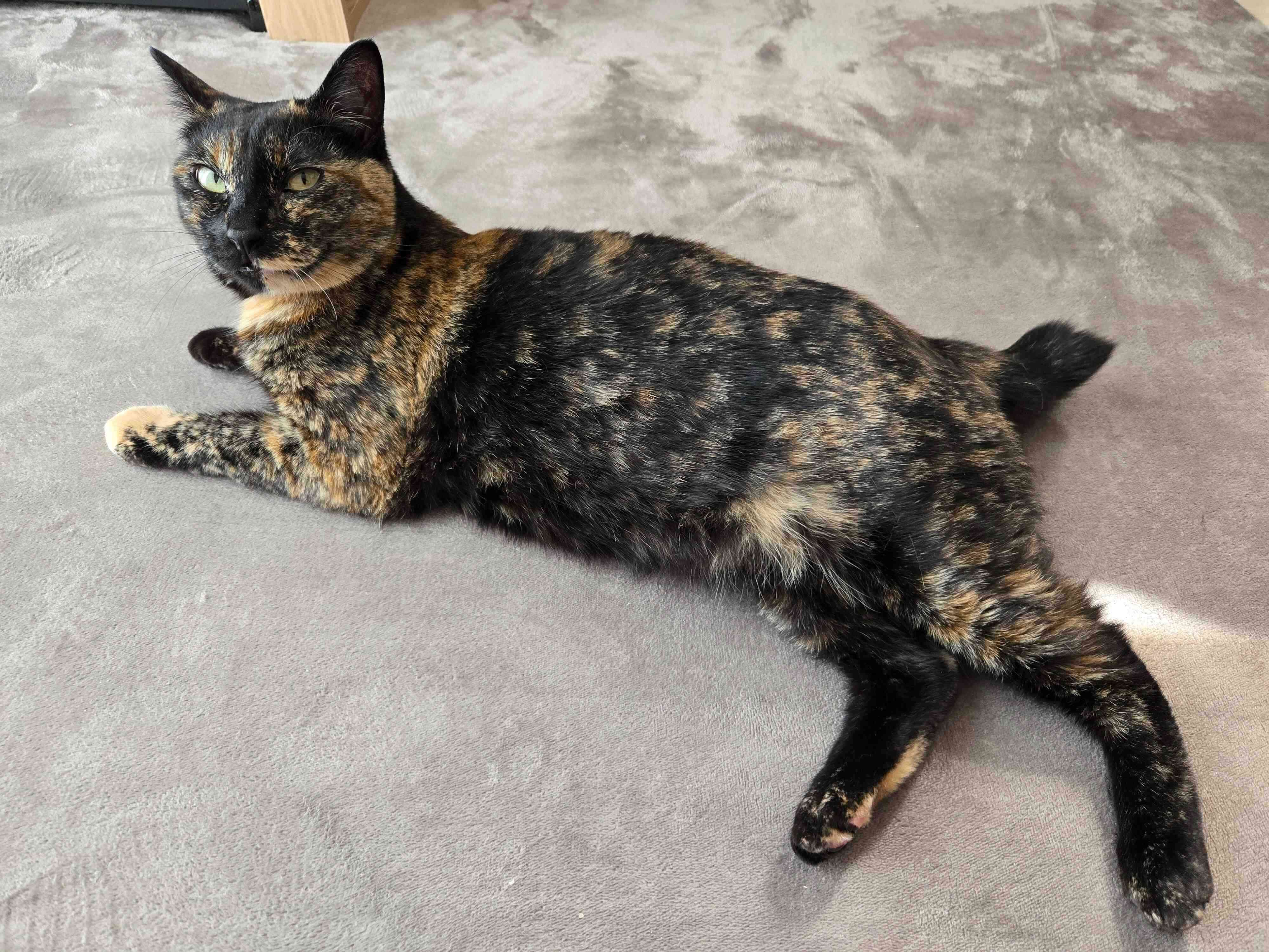 まったりするのあちゃん