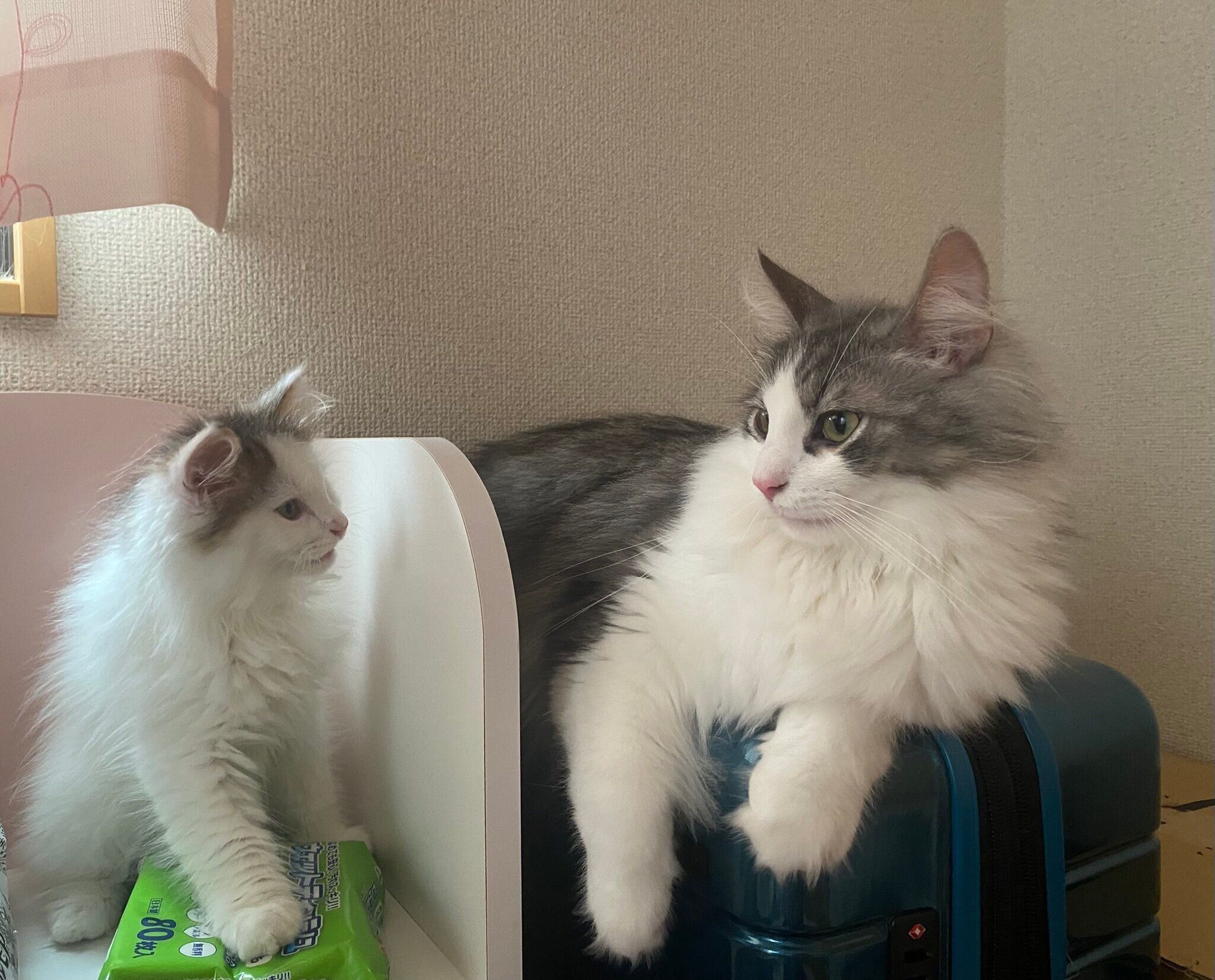 ノルウェージャンフォレストキャットの子猫と成猫