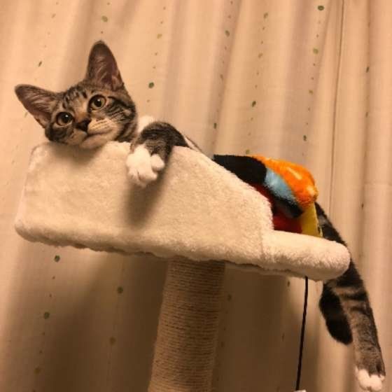 くるみちゃん  アメリカンショートヘア