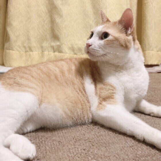 茶白猫のタロちゃん