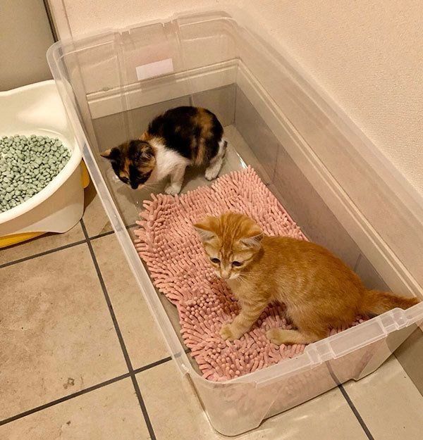 保護当日のホップちゃん・あざみちゃん兄妹