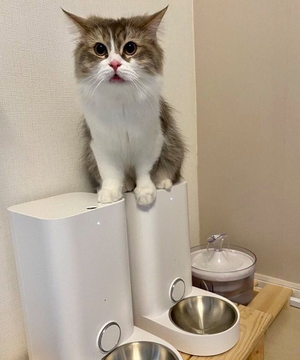 ごはんの催促をするみぬ太郎くん