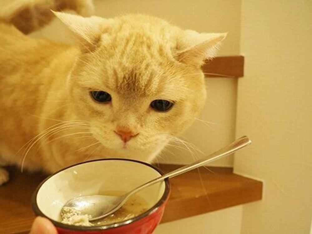 釣ってきた新鮮な魚を食べる猫の楽しみ あげる飼い主の楽しみ 連載 マンチカンのぷーちゃん 198 ねこのきもちweb Magazine 釣ってきた新鮮な魚を食べる猫の楽しみ あげる飼い主の楽しみ 連載 マンチカンのぷーちゃん 198 ねこのきもちweb Magazine