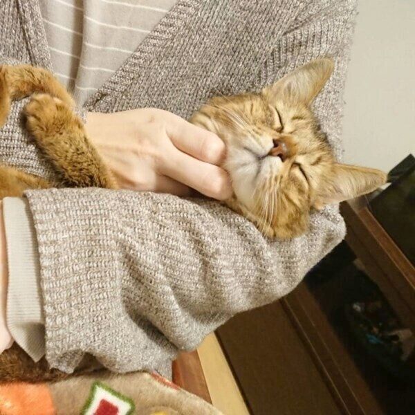 飼い主さんの腕枕で眠るウェルちゃん