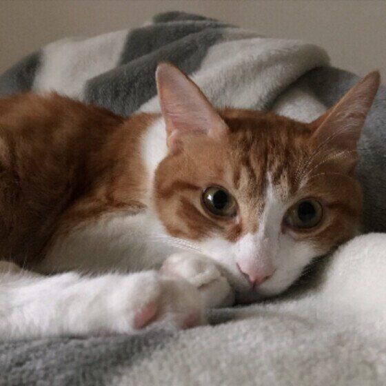 ぬくぬくしているてんくん