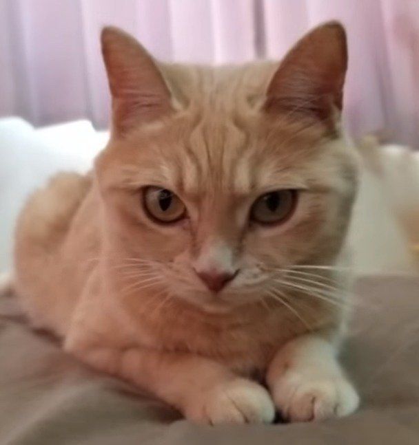 鉄壁のディフェンス、チャイさん