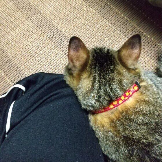 Mix（キジトラ）の出雲くん♪