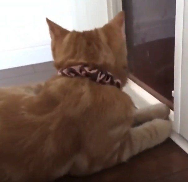 ドアの向こうが気になるレイくん