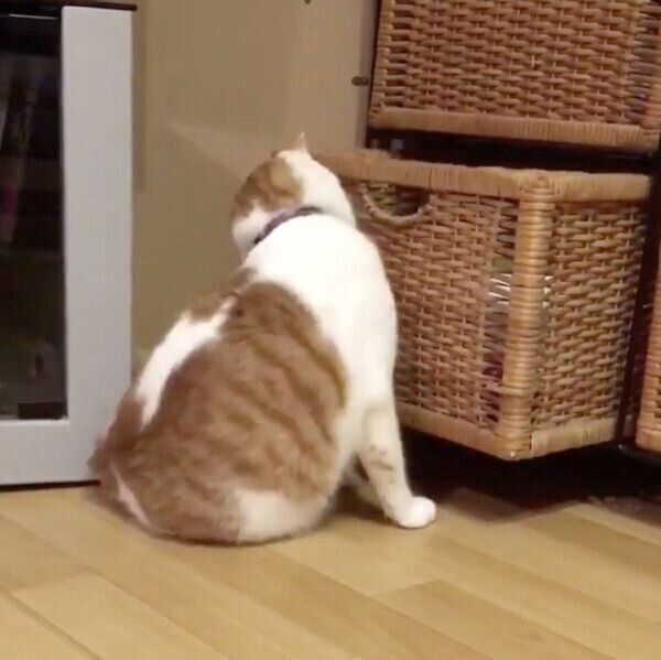 引き出しを開けるちゃろくん