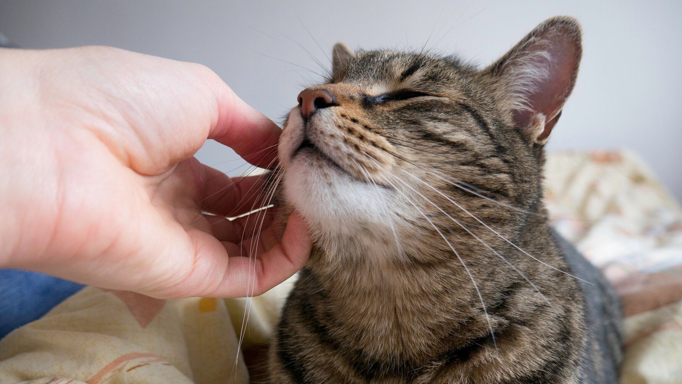 顔まわりをなでてもらう猫