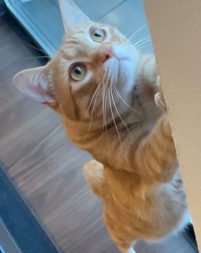 上の方を見る猫