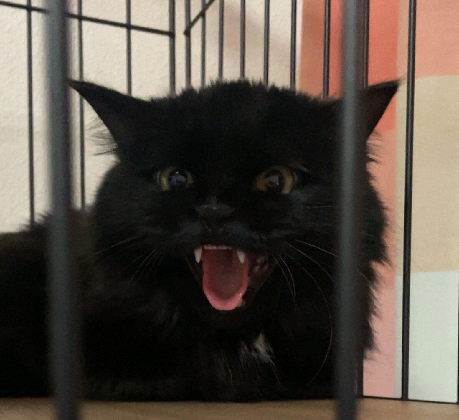 保護したばかりのころのもふちゃん