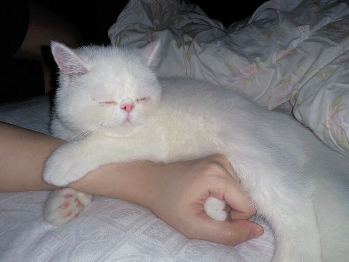 飼い主さんの手にしがみつくここなつちゃん