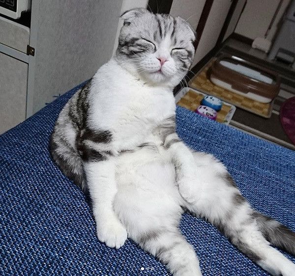 眠るスコティッシュフォールド