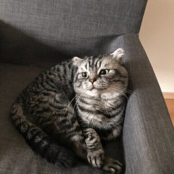 ソファを占領するスコティッシュフォールド