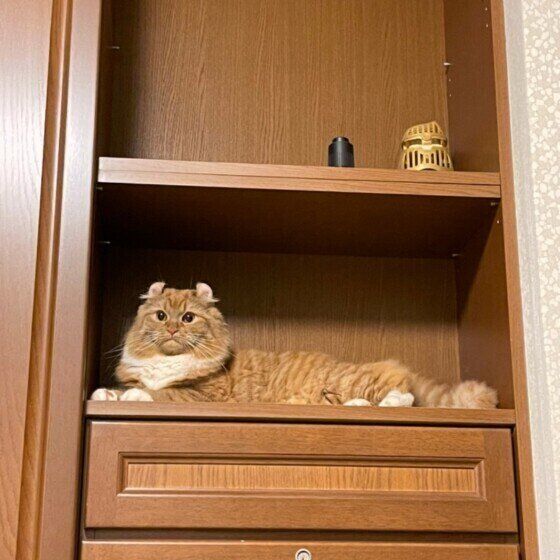 棚に入るアメリカンカール（メス）