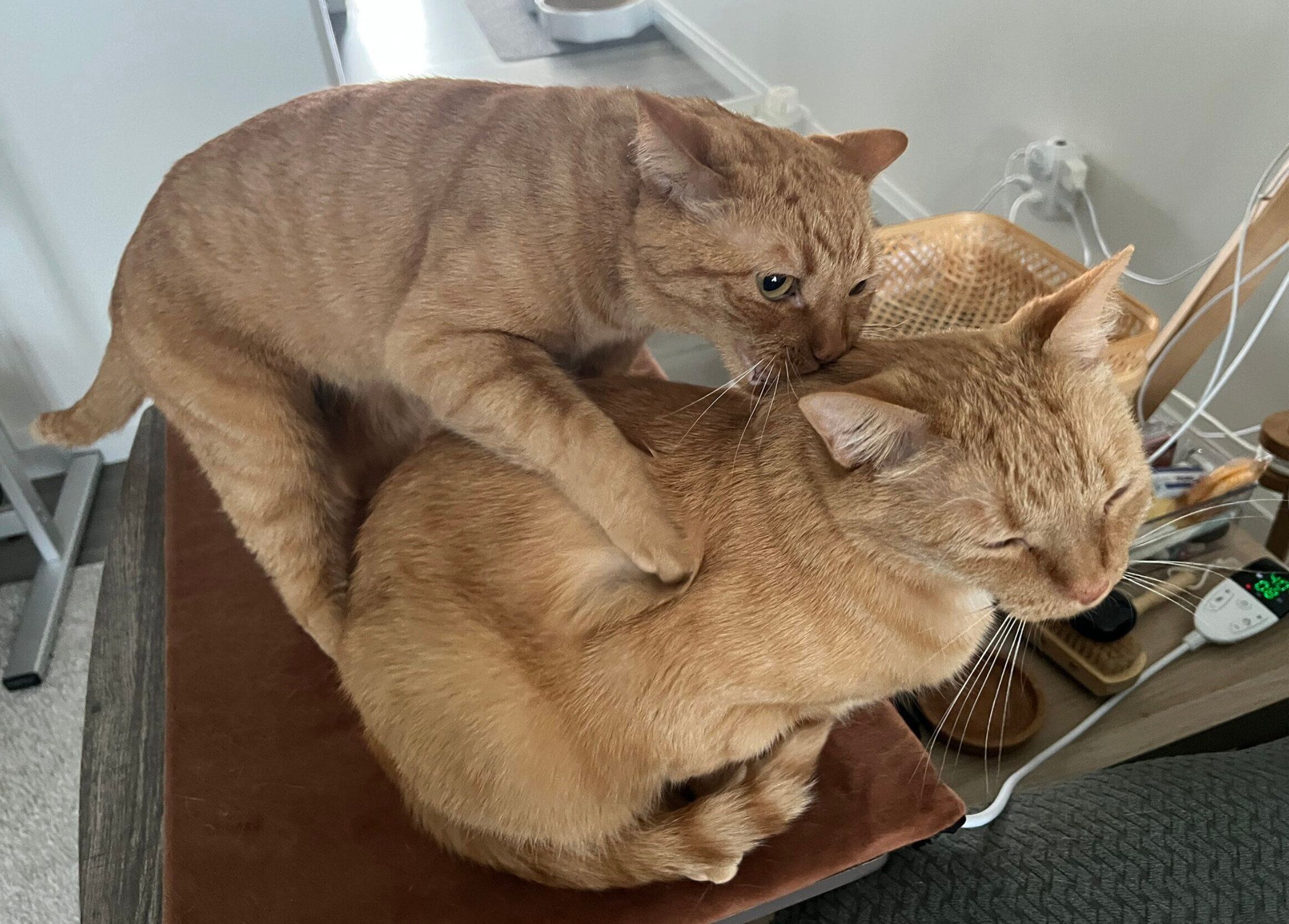 コテツくんがトラくんをカプっとしてるシーン