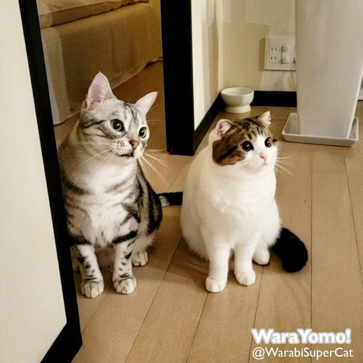 仲良しなわらびくん、よもぎちゃん