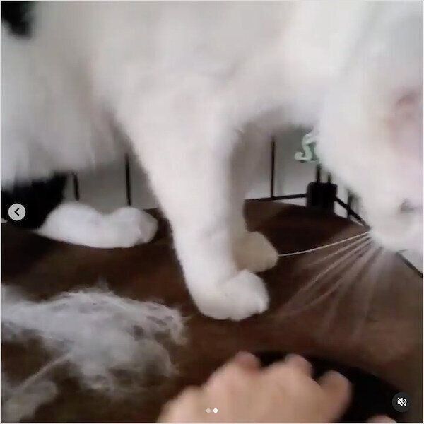 ダイソーの猫グッズ