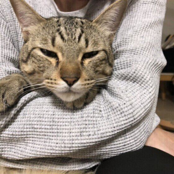 MIX　キジトラ　まめ  くん