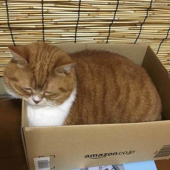 段ボール箱で寝る猫