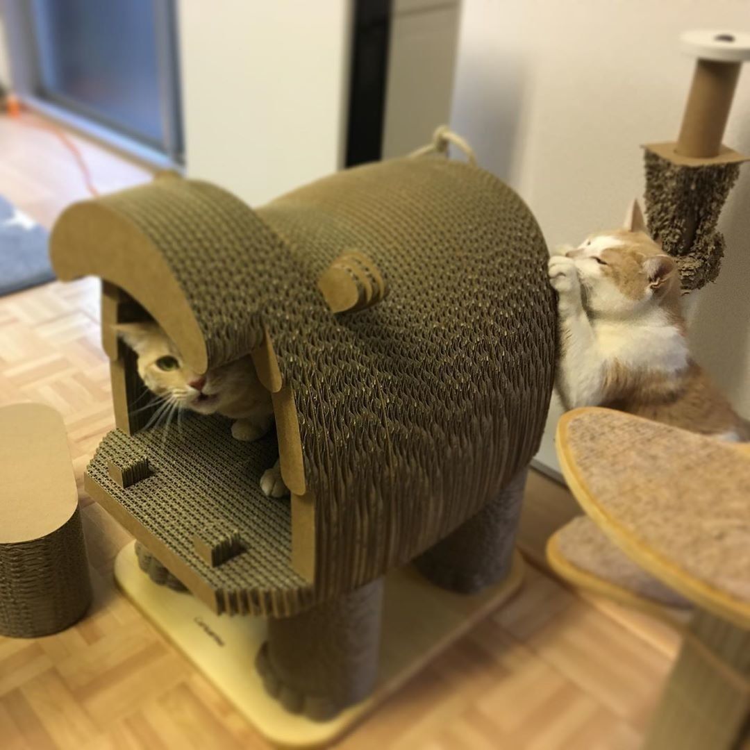 エンジョイする猫たち