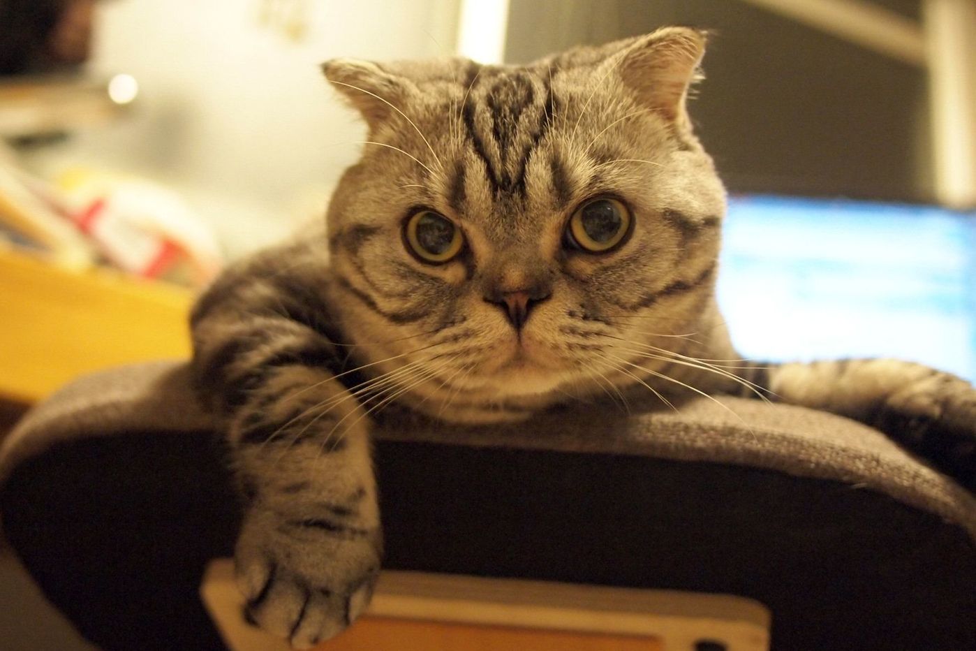 猫アレルギーを意識してる 5人の猫飼いがしている対策 工夫とは ねこのきもちweb Magazine 猫アレルギーを意識してる 5人の猫飼いがしている対策 工夫とは ねこのきもちweb Magazine