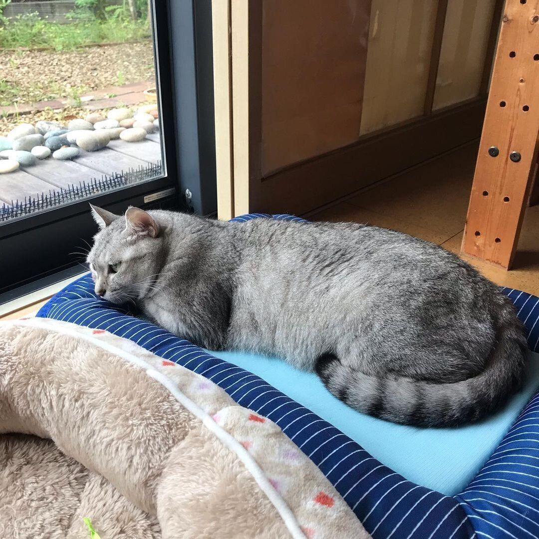 ひんやり猫ベッドでくつろぐmeoちゃん