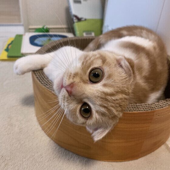 爪とぎ器に寝そべるうにくん（スコティッシュフォールド）