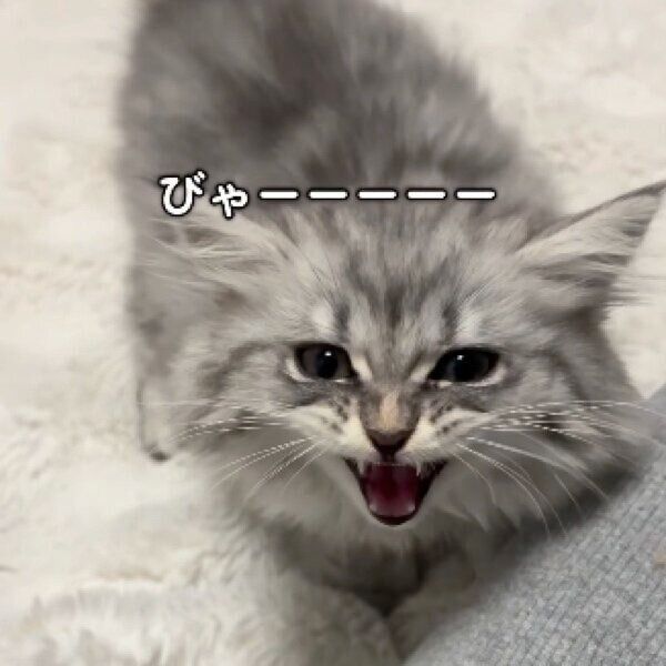 飼い主さんを見上げて鳴くとろろくん