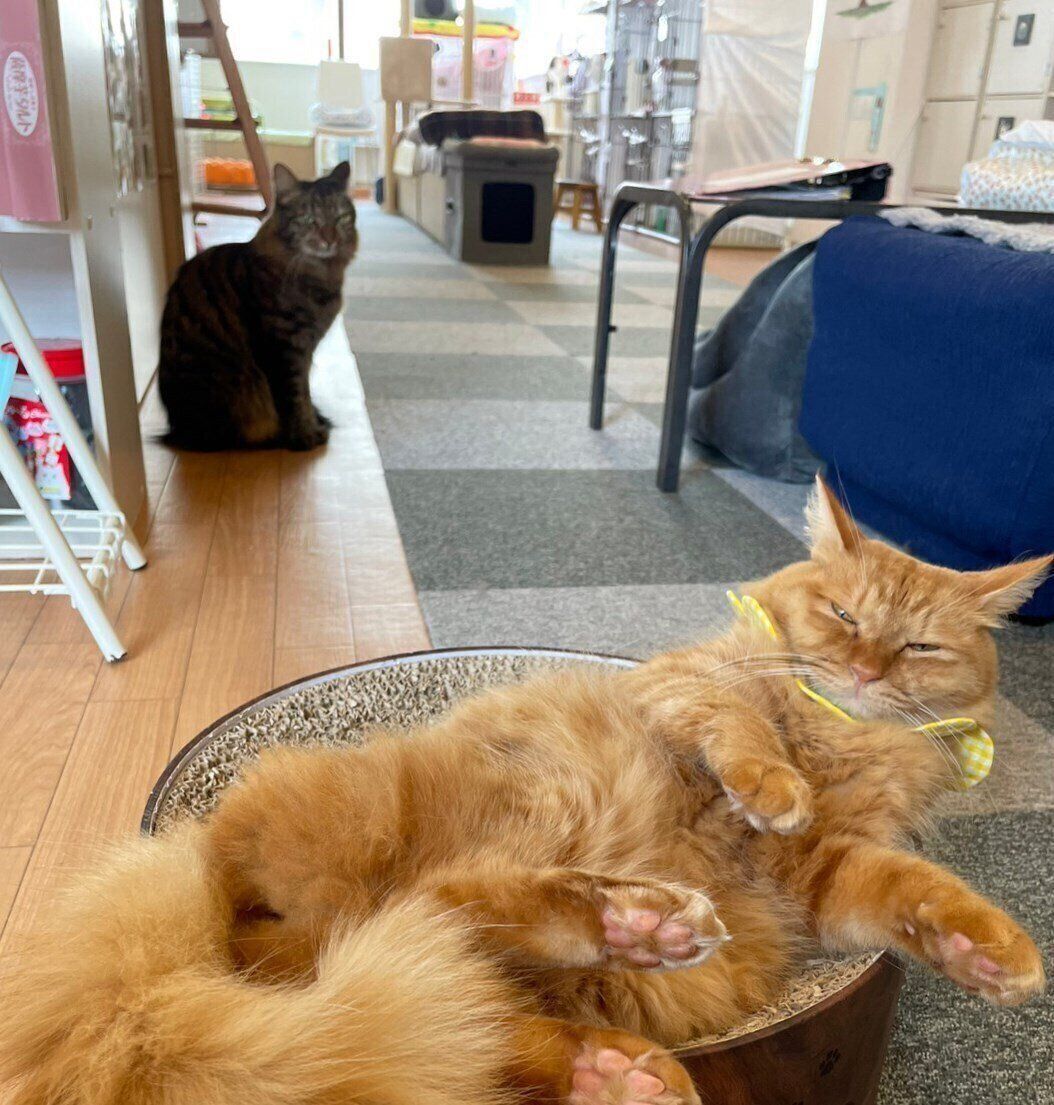 たくさんの人懐こい保護猫たちが待ってます