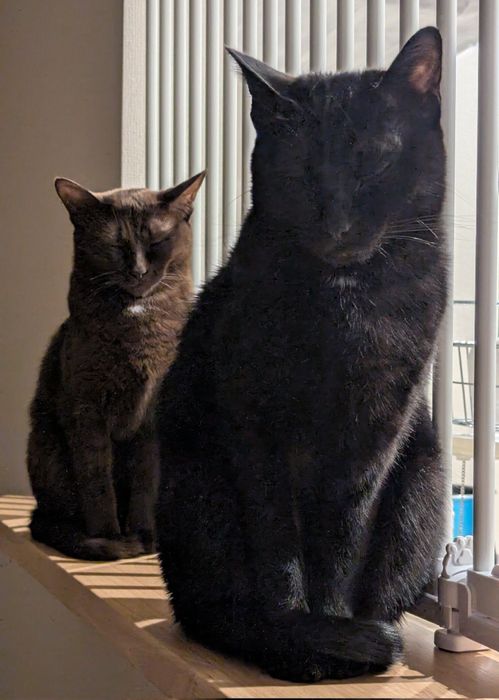 これは確かに「シンクロ率100%な黒猫とチョコ猫」!