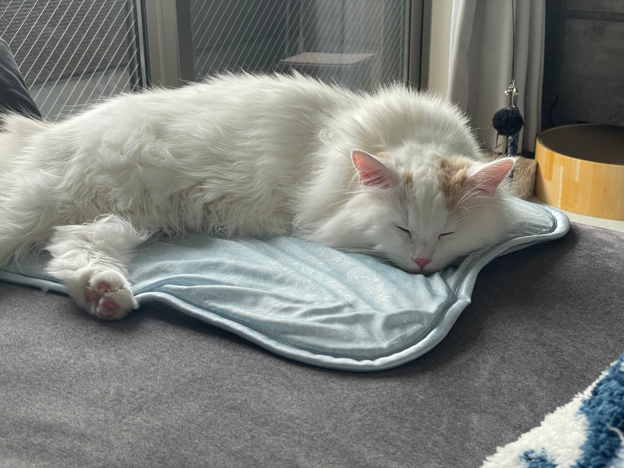 生後11カ月のサイベリアン