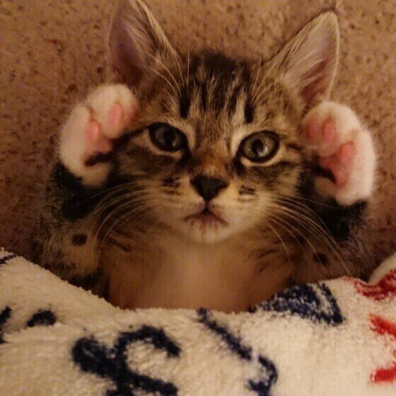 バンザイ寝する猫