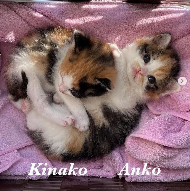 生後2週間頃のきなこちゃんとあんこちゃん