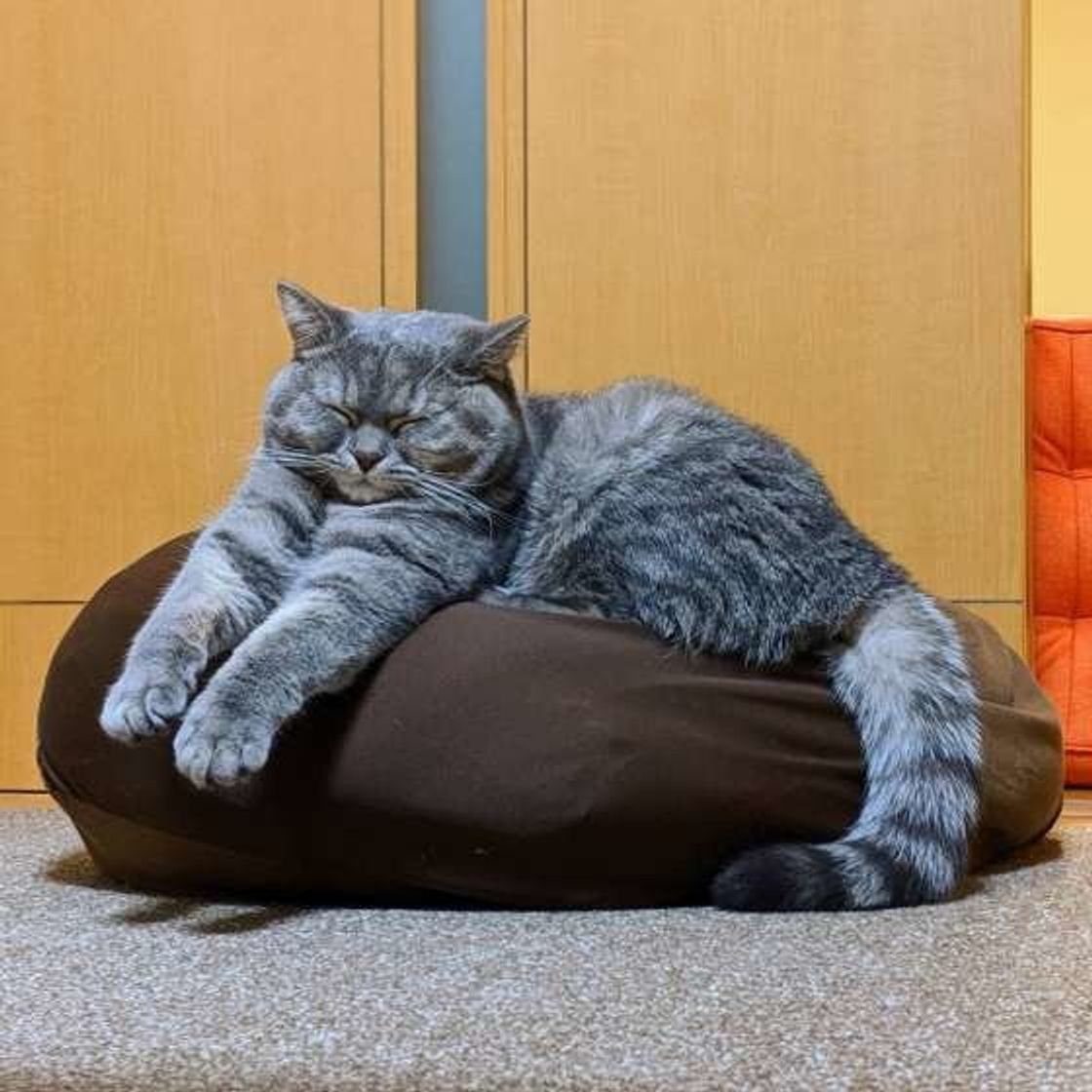 信頼関係がないと無理 猫が 添い寝 をしてくる心理 ねこのきもちweb Magazine 信頼関係がないと無理 猫が 添い寝 をしてくる心理 ねこのきもちweb Magazine