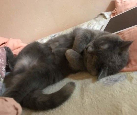 ヘソ天するブリティッシュショートヘア