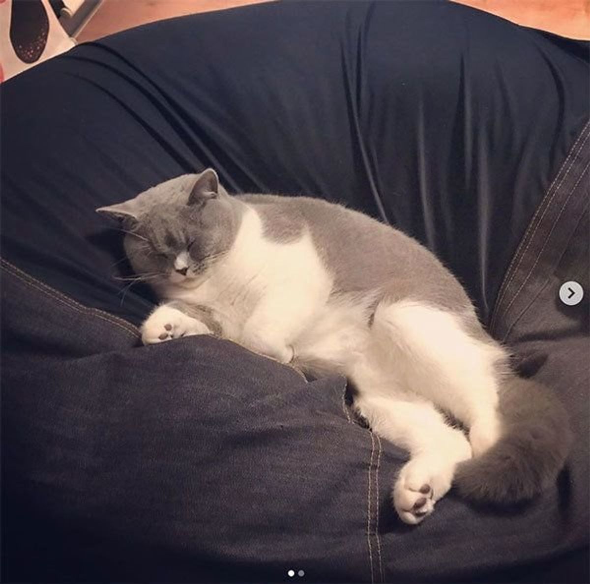人をダメにするソファ は猫をもダメにする 猫が魅了される理由が気になる ねこのきもちweb Magazine 人をダメにするソファ は猫をもダメにする 猫が魅了される理由が気になる ねこのきもちweb Magazine