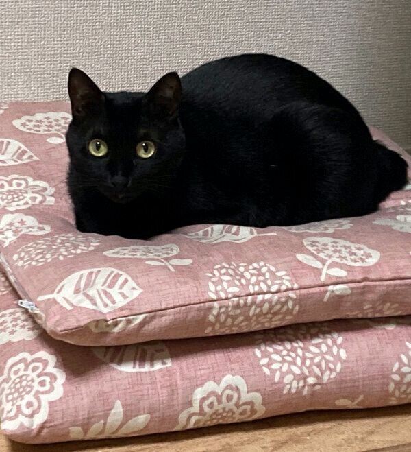 まったりするあさりちゃん