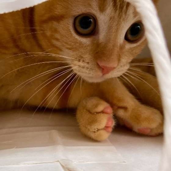 紙袋に隠れるアメリカンショートヘアの子猫