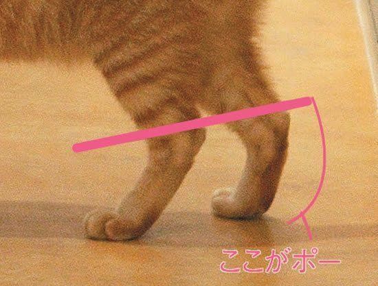 後ろ足のポー