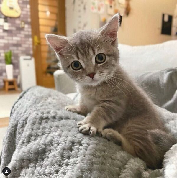 見つめるししゃもくん