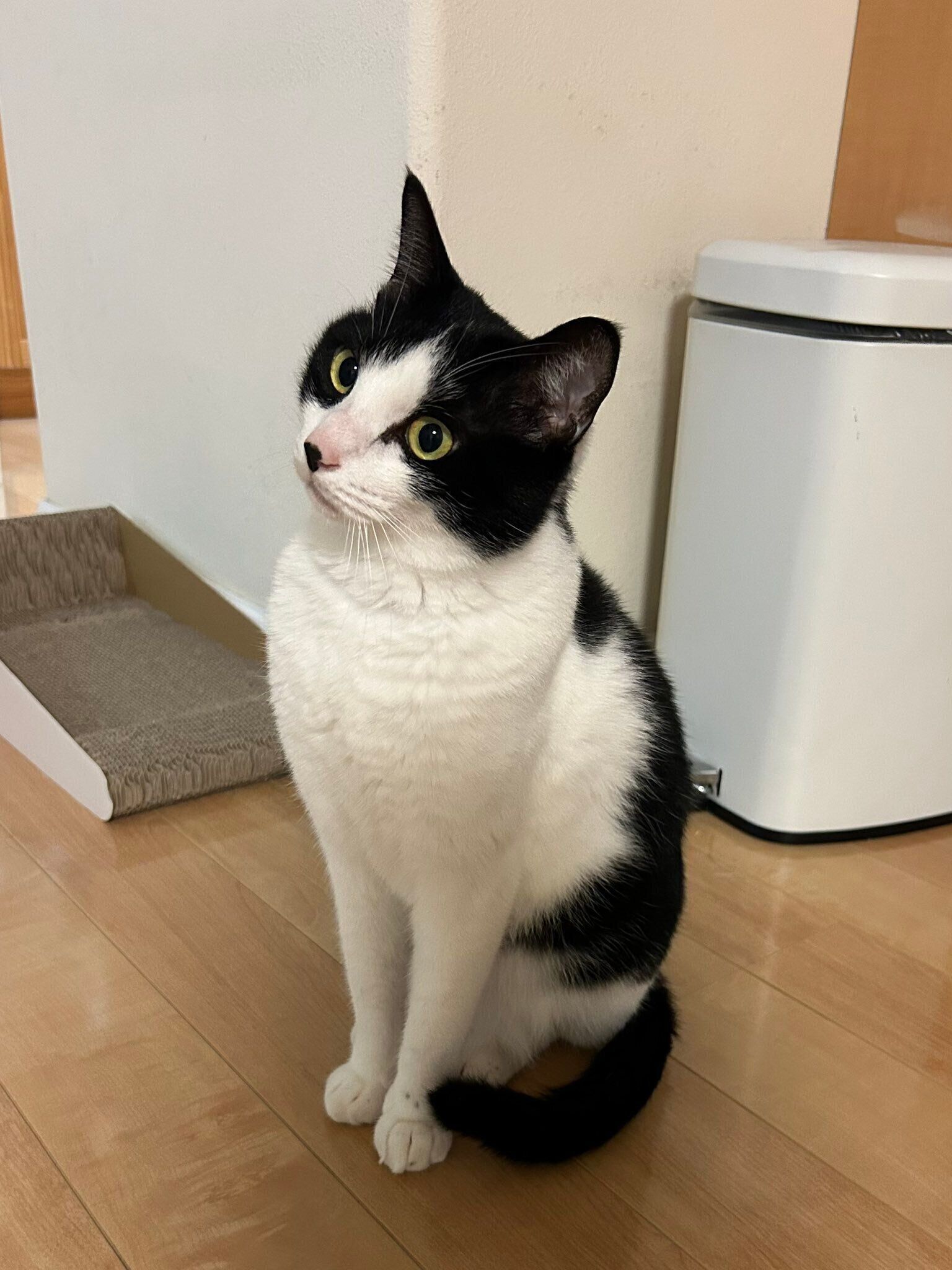 成長後のこんぶちゃん　すっかり美猫に