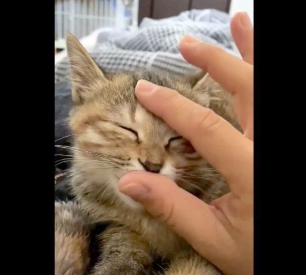 親指をチュパチュパするしじみちゃん