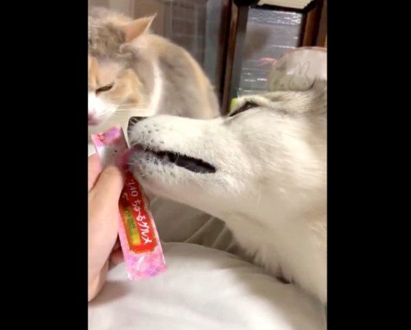 ちゅ〜るを食べるこのはちゃんとユキちゃん