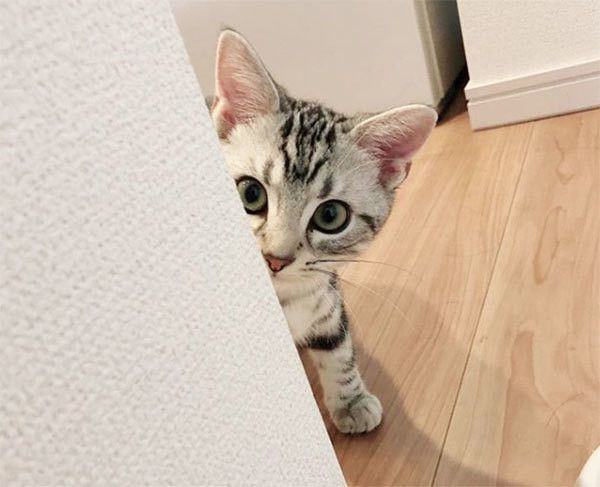 見つめるアメリカンショートヘア