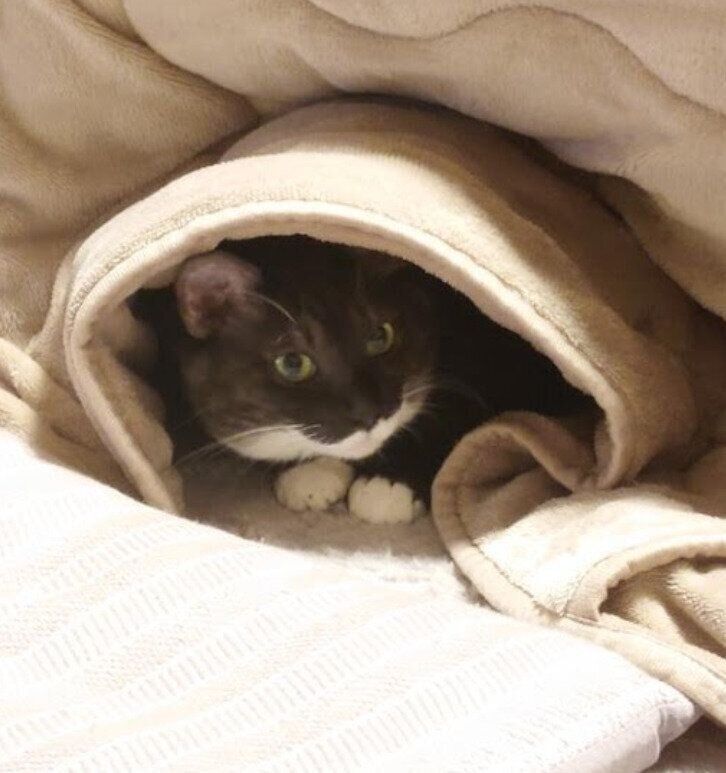 こたつに入っている猫