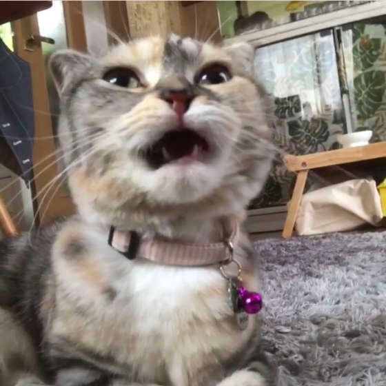 スコティッシュフォールドのこまりちゃん