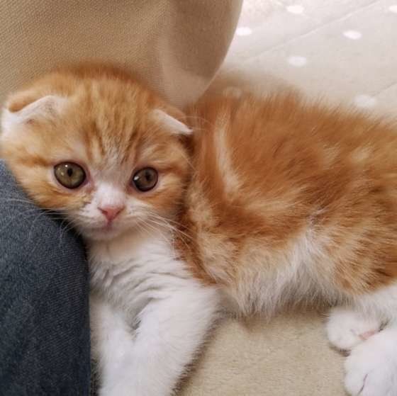 甘えるスコティッシュフォールド