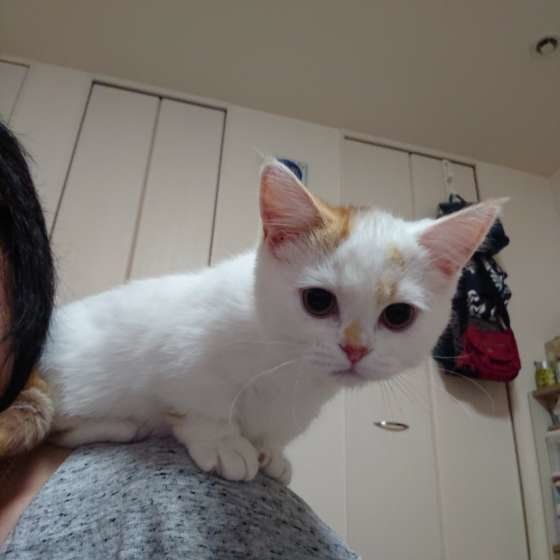 心菜ちゃん　ミヌエット